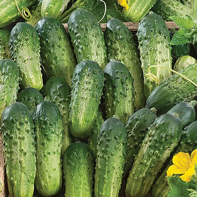 Sumter Cucumber Seeds