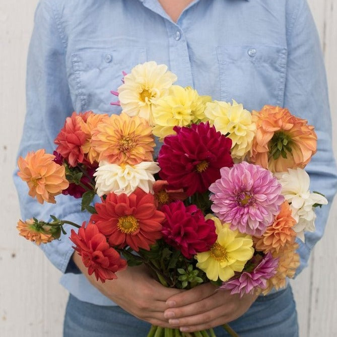 Dahlia Mix Seeds