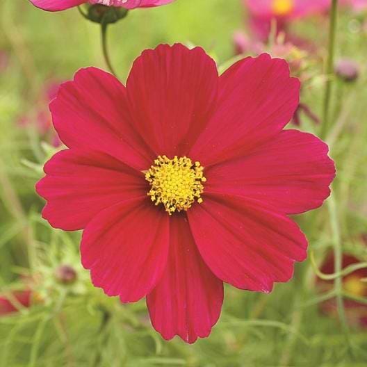 Dazzler Red Cosmo Seeds