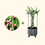 Dragon Fruit Planter Bundle