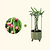 Dragon Fruit Planter Bundle