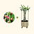 Dragon Fruit Planter Bundle