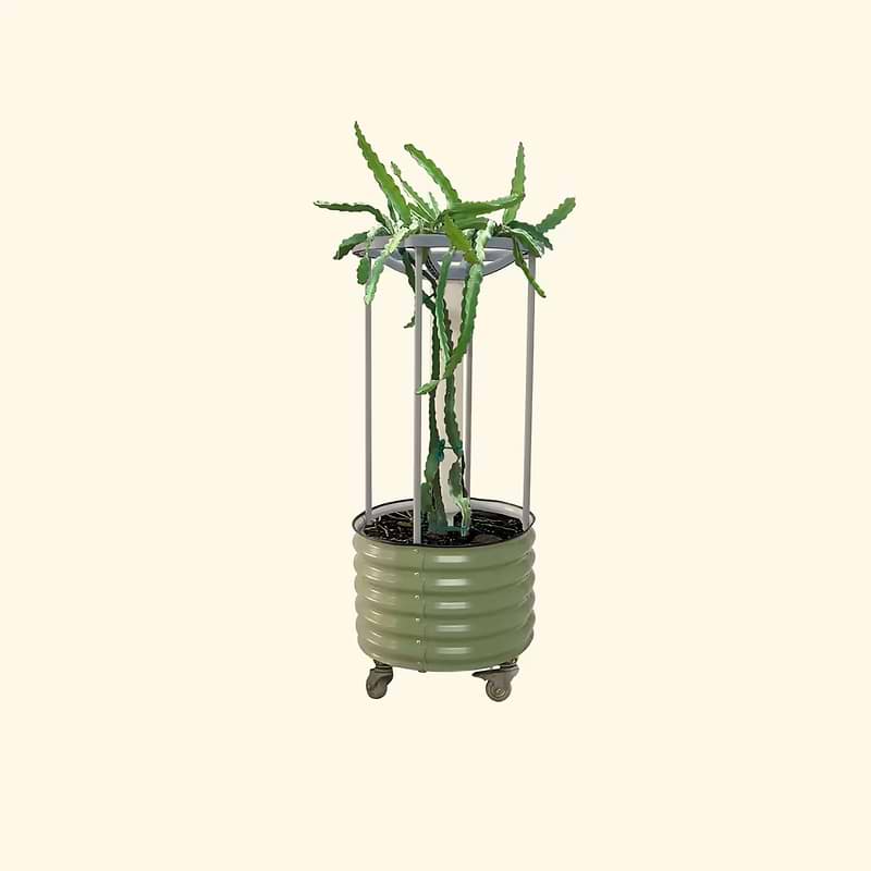 Dragon Fruit Planter Bundle