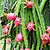 Dragon Fruit Planter Bundle