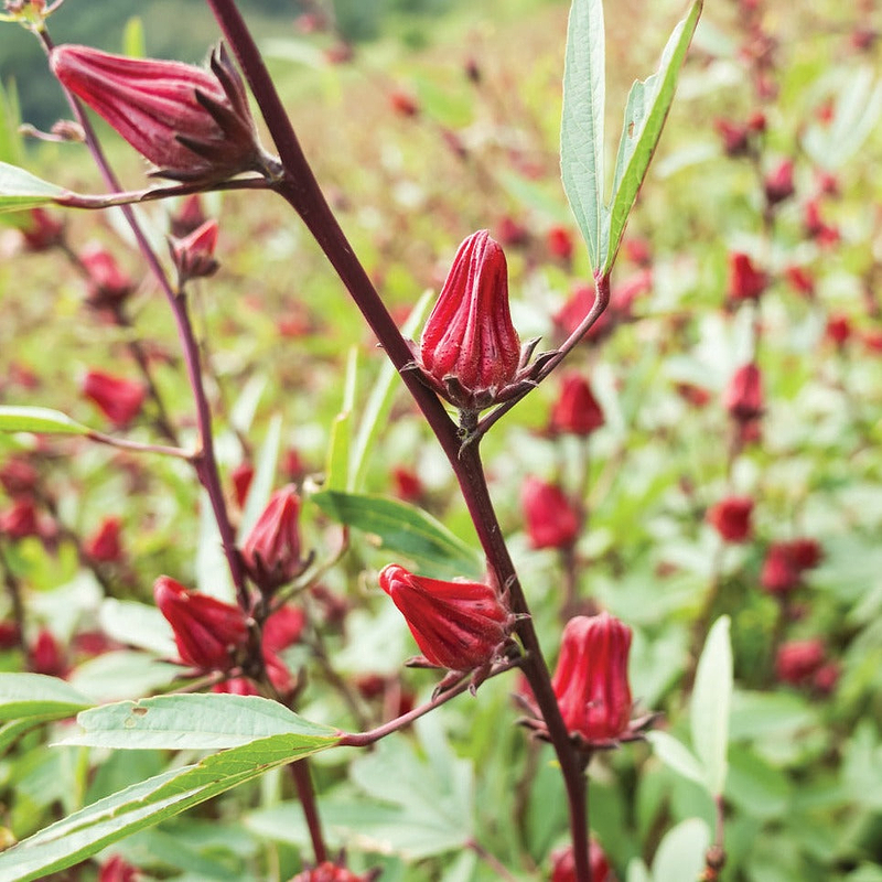 Roselle-Asian Sour Leaf (Hibiscus) Seeds