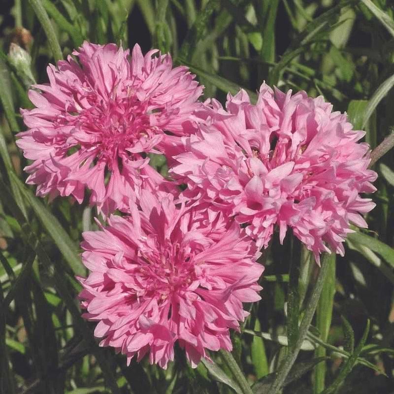 Bachelor Button Pink Seeds