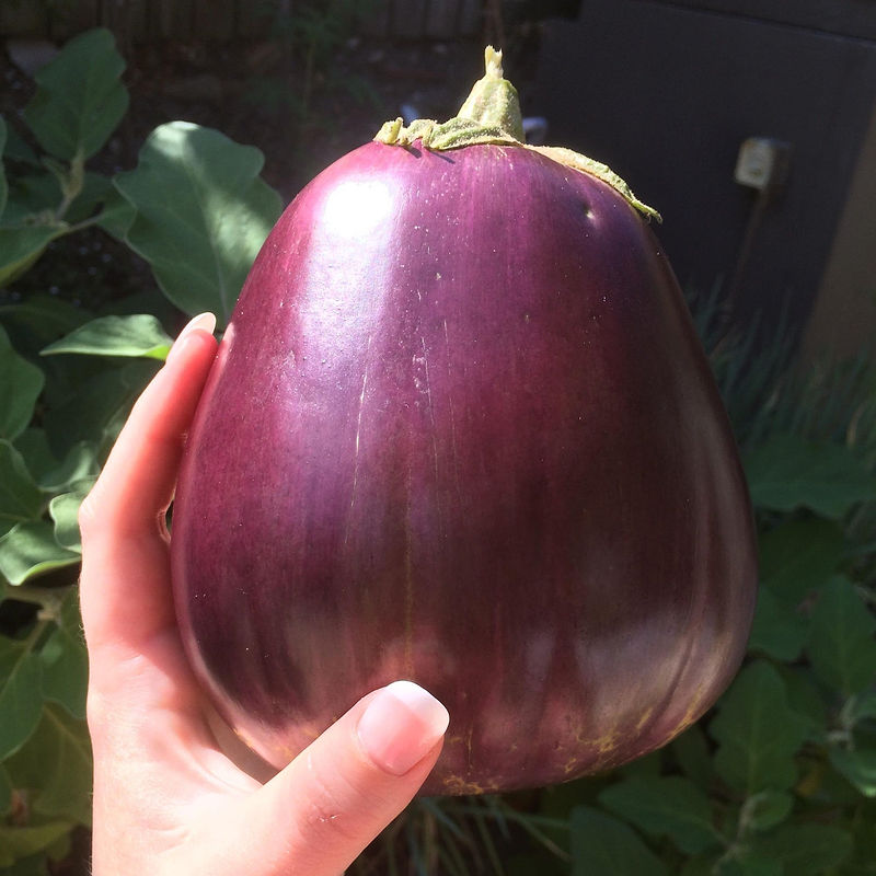 Aswad Eggplant Seeds