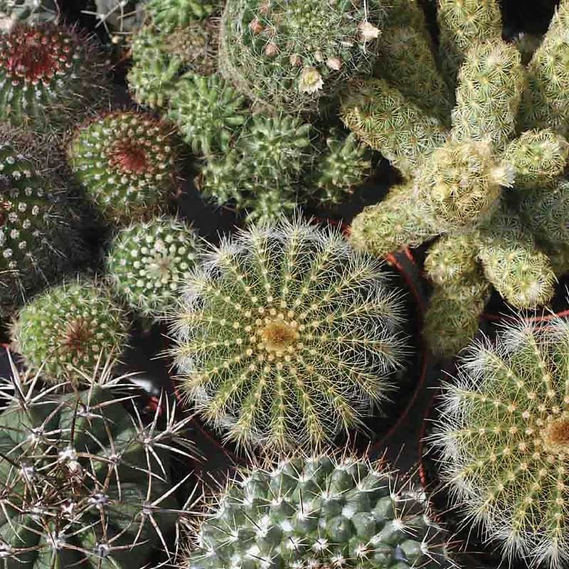 Mixed Cactus Seeds