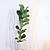 Fiddle-Leaf Fig Tree