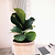 Fiddle-Leaf Fig Tree