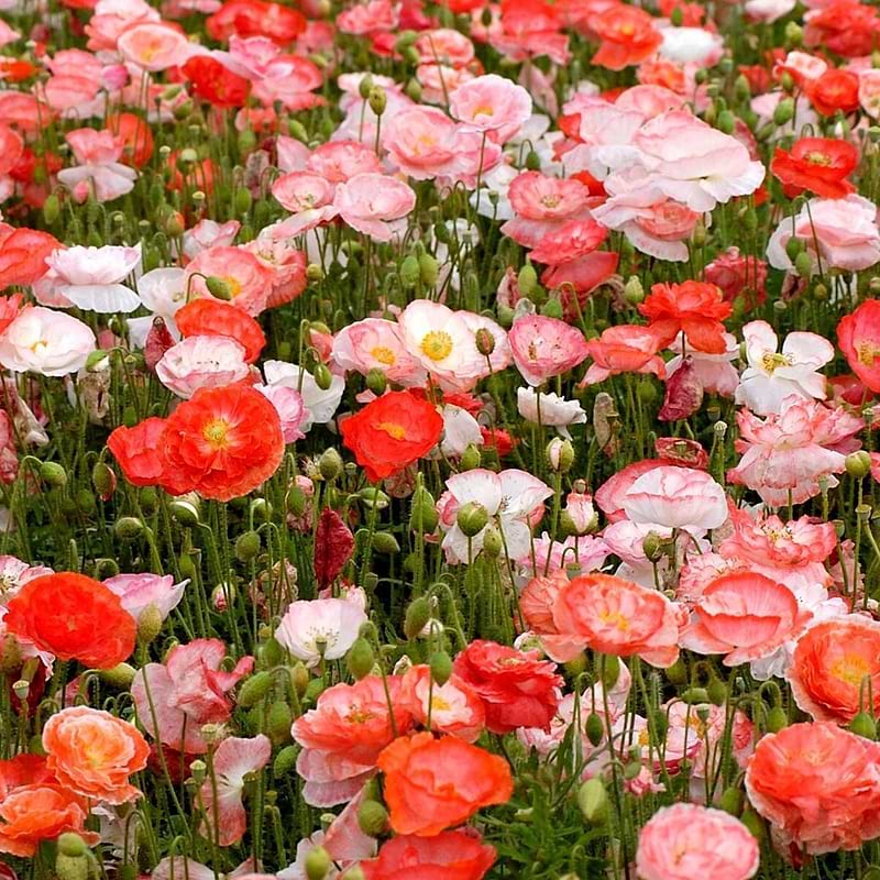 Shirley Double Mix Poppy Seeds