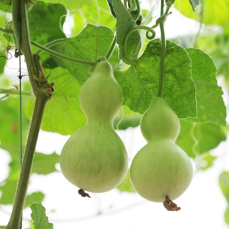 Birdhouse Gourd Seeds