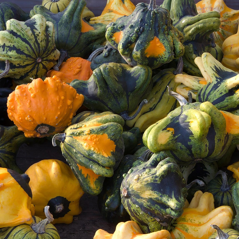 Crown of Thorns Shenot Gourd Seeds