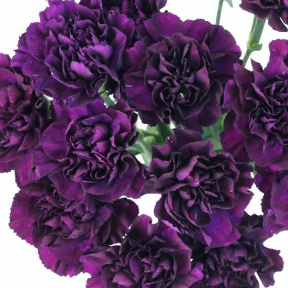 Grenadin King of Blacks Carnation Seeds