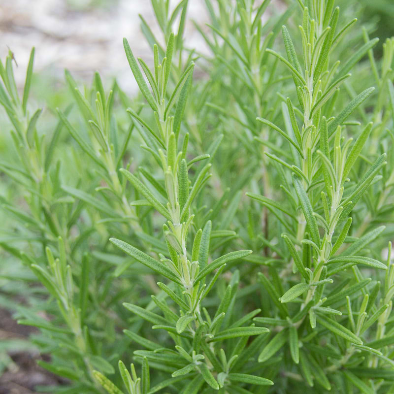 Rosemary Seeds