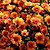 Garden Mums