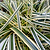 Carex Feather Falls™