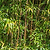 Alphonse Karr Bamboo