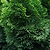 Dwarf Hinoki Cypress
