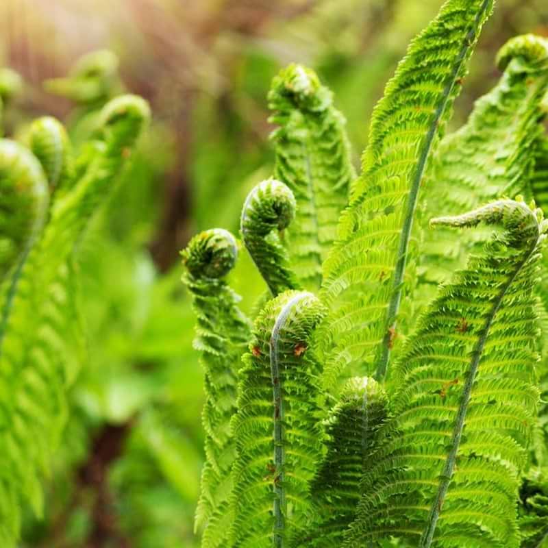 Ostrich Fern
