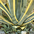 Agave Americana &