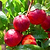 Hardired Nectarine Tree