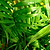 Hawaiian Kentia Palm