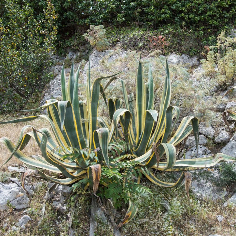 Agave Americana &