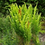 Cinnamon Fern