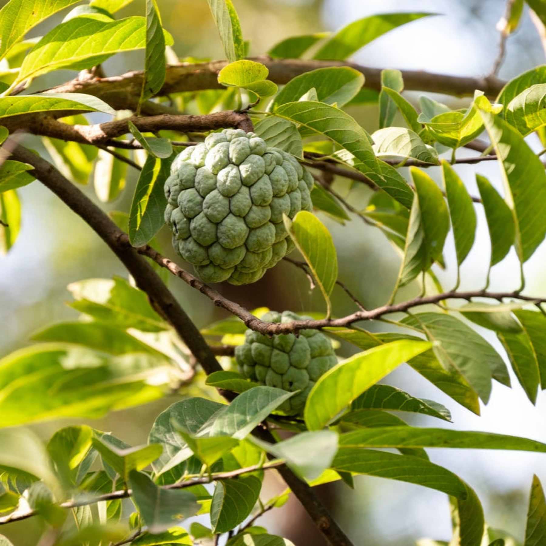 Zucker Tree Sugar Apple Tree