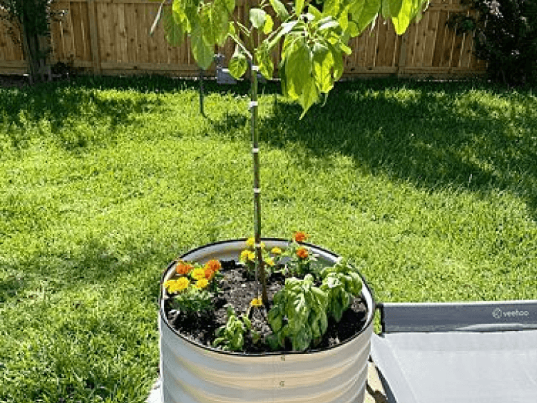 Vego garden beds