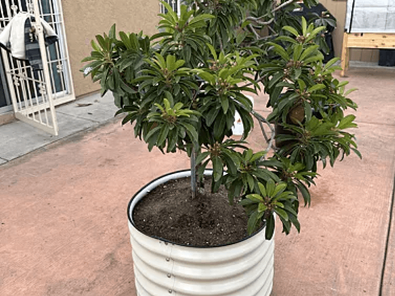 Vego garden beds