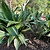 Variegated Cast Iron Plant