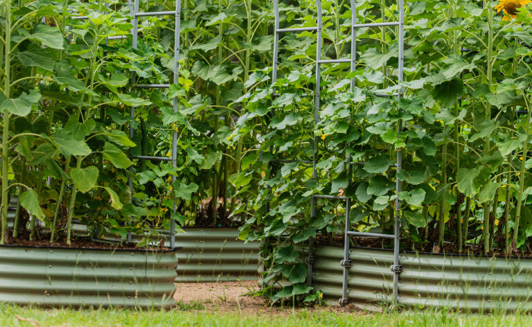 Vego garden beds