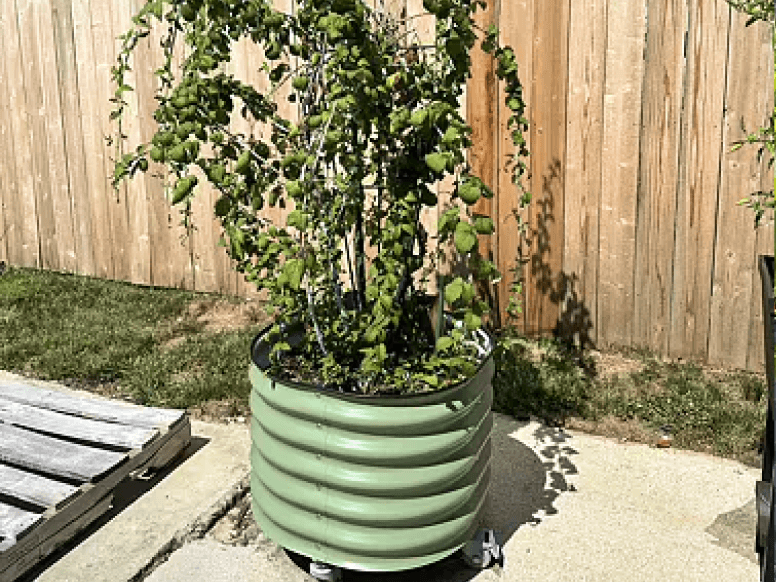 Vego garden beds