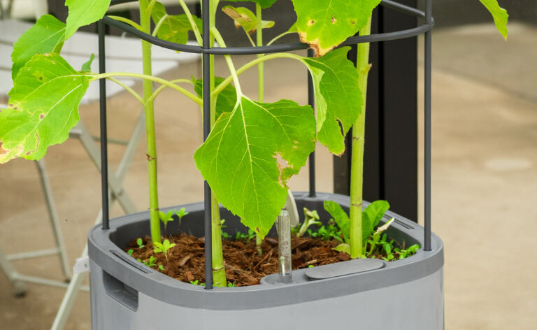 Vego garden beds