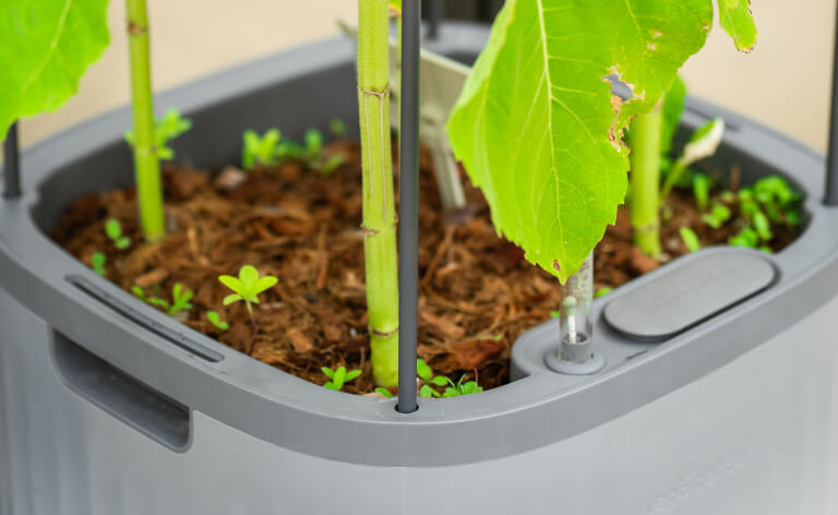Vego garden beds