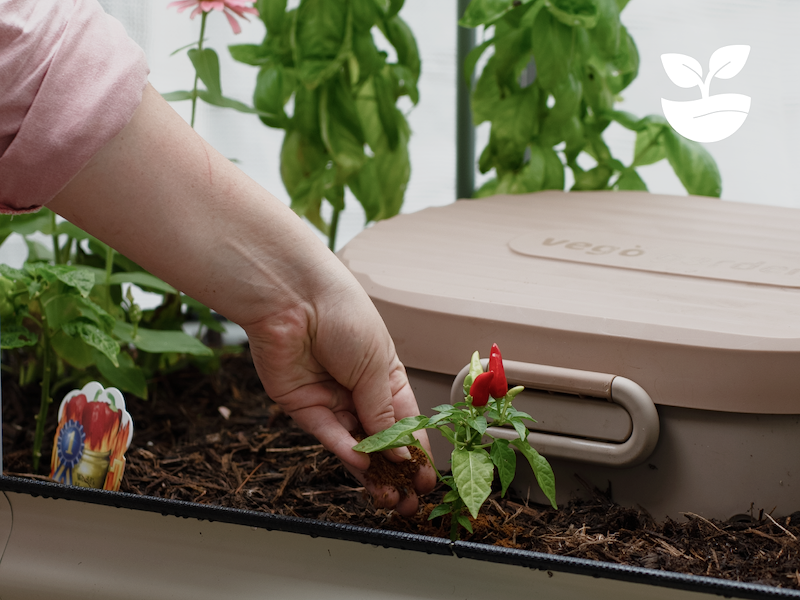 Vego garden beds
