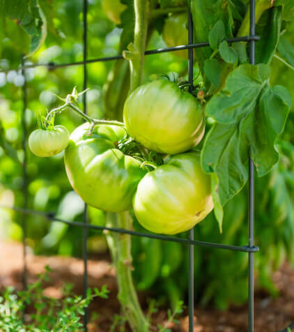 Vego garden beds