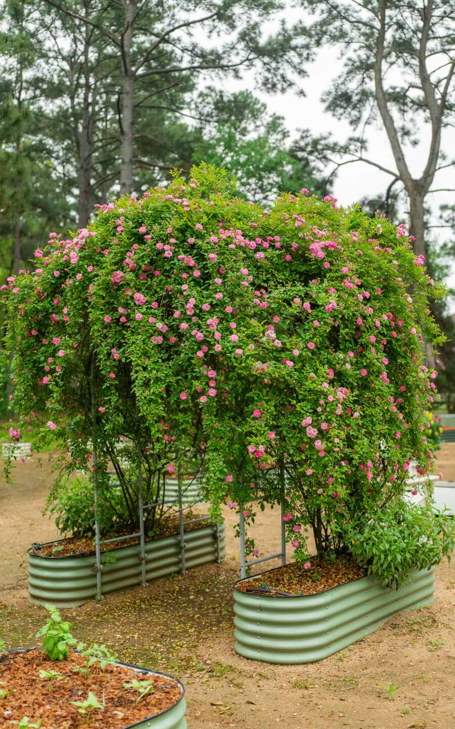 Vego garden beds