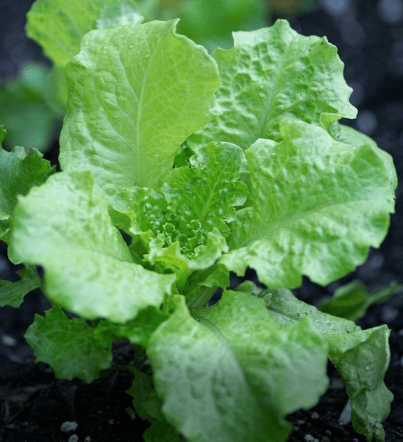 Vego garden beds