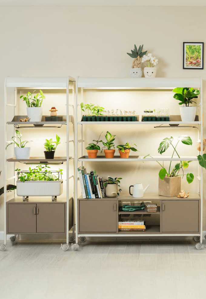 Vego garden beds