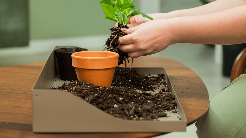 Vego garden beds