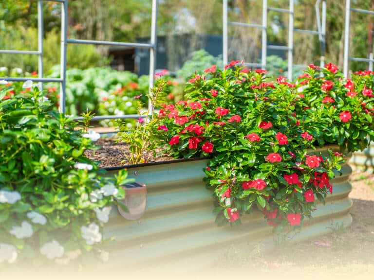 Vego garden beds