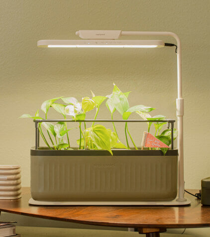 Vego garden beds