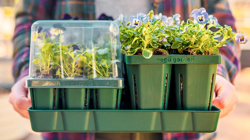vego garden seed trays Jumbo Seedling Trays – Effective Gardening Solution