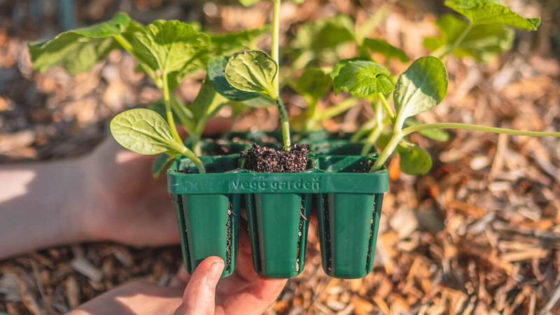 planting seeds in seedling trays Vego Garden