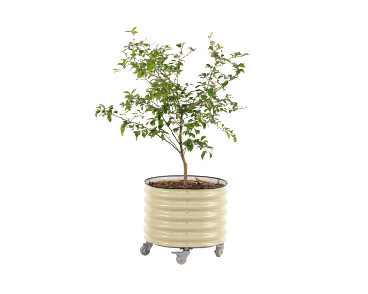 self watering tree planter Self-Watering Rolling Citrus Tree Planter 30 Gallon
