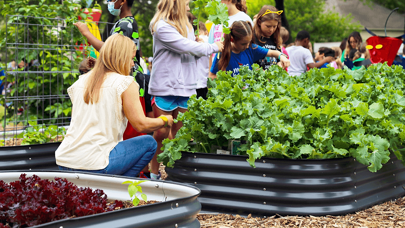 Vego garden beds
