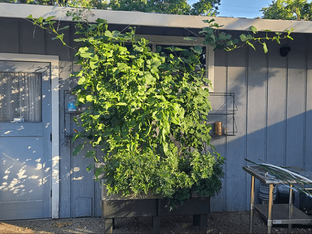 Vego garden beds